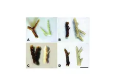 four sets of coral with one healthy and the other bleached