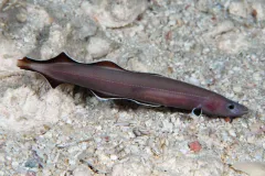 A photo of a swimming Protanguilla palau, the newly discovered genus and species of eel