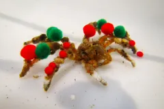 green and red pom poms adorn a decorator crab