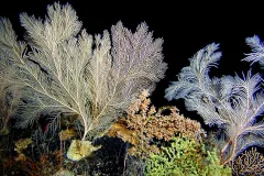 Coral scientist Dr. Amy Baco-Taylor observed corals like these on her first submarine dive to a deep-sea coral bed off the coast of Hawaii.