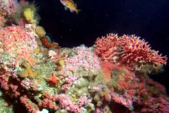 Rockfish, anemones and other invertebrates inhabit this deep-sea coral reef in Cordell Bank National Marine Sanctuary. 