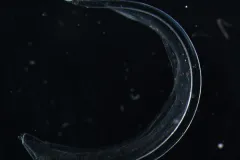 Oikopleura gorskyi is a rare deep-water species of larvacean