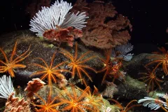 Black coral, primnoid coral, and feather stars flourish deep on the pristine Davidson Seamount. 