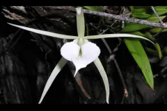 This orchid grows in the mangroves of Belize, providing beauty amidst the mud.