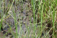 Gulf Marsh Animals Bounce Back But Monitoring Continues: One of the biggest questions is how Gulf animals will fare in the years after the spill, since oil spill impacts don't often happen immediately. One group of GoMRI researchers studied salt marsh anim