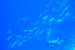 A diver swims among a school of fish at Bikini Atoll, a reef which has shown resilience and recovered from nuclear testing in the 1940s and 1950s.