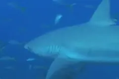 Dr. Mahmood Shivji uses DNA techniques to identify shark fins confiscated from fishermen