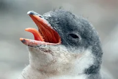 A gentoo penguin tongue with keratin bristles