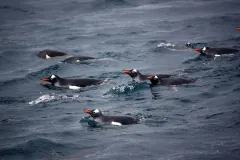 A group of swimming gentoo penguins.