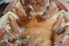 Giant Isopod from the Gulf of Mexico