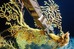 A submersible’s robotic arm collects gold coral in the Hawaiian Islands. Similar specimens have been dated at more than 2,700 years old. 