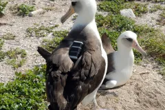 two albatross birds with trackers on their backs