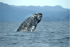 A gray whale jumping out of the water with mountains in the background.