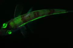 The fluorescent shortnose greeneye fish. 