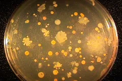 Searching for useful chemicals, ocean scientists grow bacteria associated with deep-sea coral on nutrient agar. 