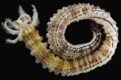 a yellow and brown sea cucumber on a black background
