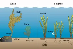 Algae or "seaweeds" (left) differ from seagrasses (right) in several ways.