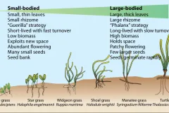 Seagrass species come in many different shapes and sizes, as illustrated by this conceptual diagram of some common seagrass species. 