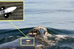 This radio device is used to track North Atlantic right whales. Suction cups hold the device to a whale's back, where it records data such as depth, water, temperature, and underwater sounds.