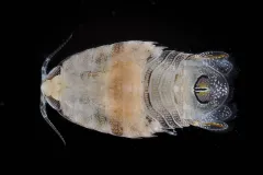 An isopod retrieved from an Autonomous Reef Monitoring Structure (or ARMS) off the coast of Florida. 