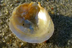 A shining jingle shell on the sand. 