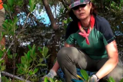 Dr. Karen L. McKee collects a peat core in a mangrove forest in Belize.