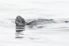 a leatherback sea turtle with a tracker