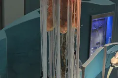 Model of a lion’s mane jellyfish on display at the Smithsonian National Museum of Natural History. This jellyfish, a member of the phylum Cnidaria, can have tentacles up to 190 feet long (58 meters) and a bell almost 7 feet (2 meters) in diameter.
