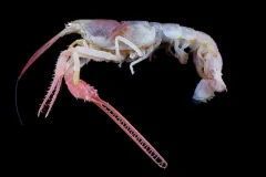 This new species of lobster (Dinochelus ausubeli) is blind and has bizarre claws. It was discovered about 300 meters (984 feet) deep in the Philippine Sea by a Census of Marine Life expedition.