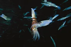 Two California market squids mate in the waters off of California's Channel Islands.
