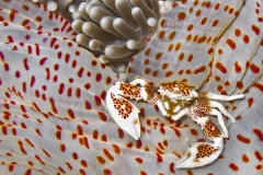 Porcelain crab on anemone at Pescador Island, Cebu, Philippines.