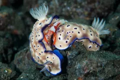 Emperor shrimp, and two nudibranches at Dinah’s Beach, Papua New Guinea.