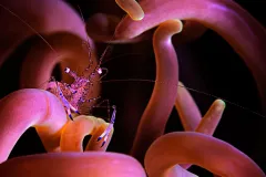 Anemone shrimp in Puerto Galera, Philippines. 