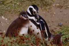 Magellanic penguin parents typically lay two eggs under a bush or in a burrow, taking turns swimming out to sea to catch food for their chicks.