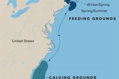 North Atlantic right whales migrate seasonally along the eastern coast of the United States.