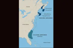 Researchers have identified five areas of high North Atlantic right whale concentration between Canada and Florida.