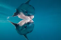 "Ocean sunfish" by Mark Harris