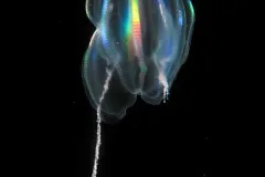 Light refracts off the comb-rows of this ctenophore.