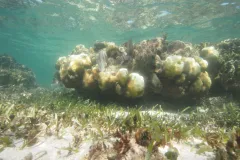 A coral head in the Mesoamerican Reef has both bleached and living coral. The white sections are bleached and the brown parts still contain zooxanthellae, the symbiotic algae that provide food to their coral hosts. 