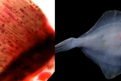 Close up image of red fish gills with small black spots on left and an image of a preserved white fish with a large intestine.