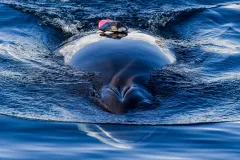 a whale at the surface with an orange suction tag