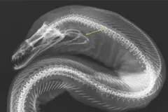 An x-ray black and white photograph of a moray eel that points to the pharyngeal jaw.