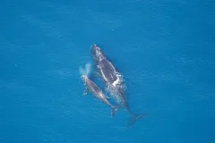 A Northern right whale swims with her calf.