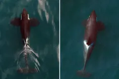 Two killer whales.