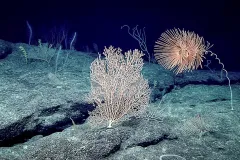 Octocorals dominated the seafloor on Chris Mah's Okeanos mission to Johnston Atoll in the remote Pacific Ocean.
