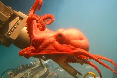 A deep-sea octopod wraps itself around a submersible’s robotic arm in the Gulf of Mexico.