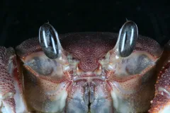 Ghost crabs are often seen scuttling quickly along beaches, and can be difficult to photograph in the wild.  They are common in Moorea where this specimen was collected.