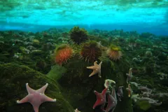 The sea star Odontaster validus and sea urchin Sterechinus neumayeri are often found living in association with one another along the Antarctic coastline, here during the Census of Marine Life.