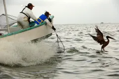 Researchers on a boat try to to catch an oiled pelican in the Gulf of Mexico off the Louisiana coast.