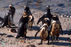 A group of oiled penguins.